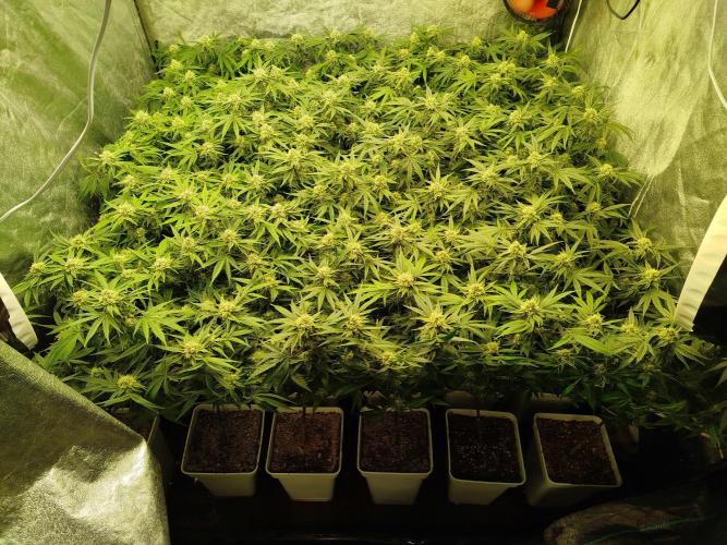 Coco Milk. Week 6