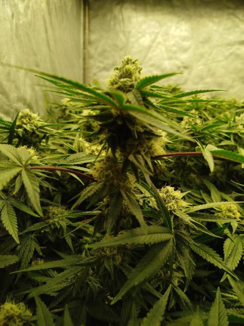 Coco Milk. Week 6