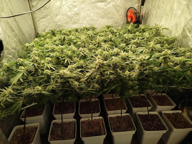 Coco Milk. Week 7