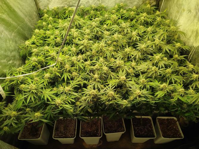 Coco Milk. Week 7