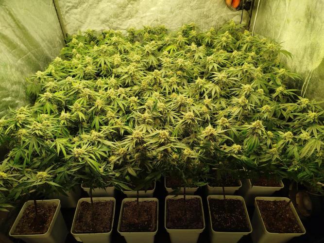 Coco Milk. Week 7