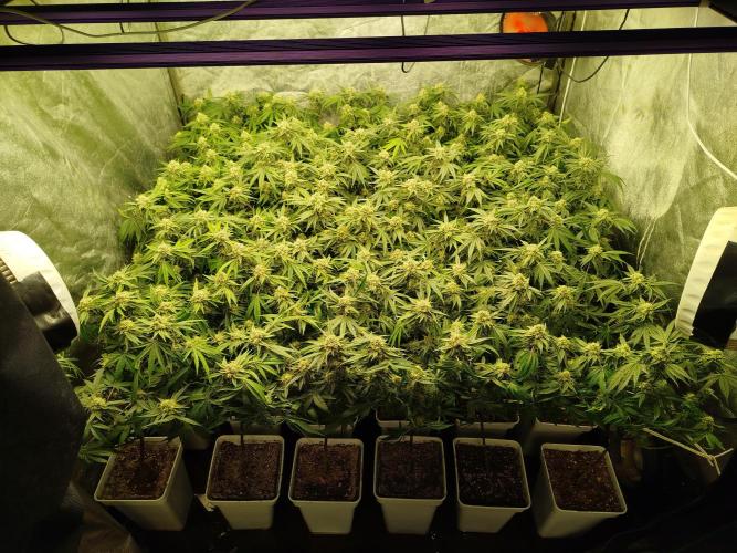 Coco Milk. Week 7