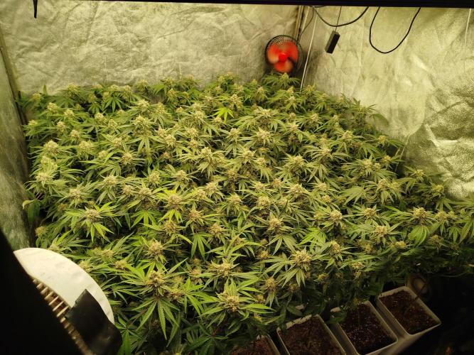 Coco Milk. Week 8