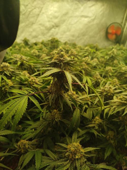 Coco Milk. Week 8