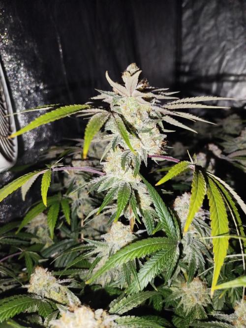 Coco Milk. Week 8