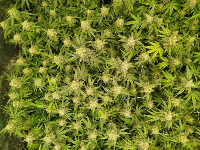 Coco Milk. Week 9
