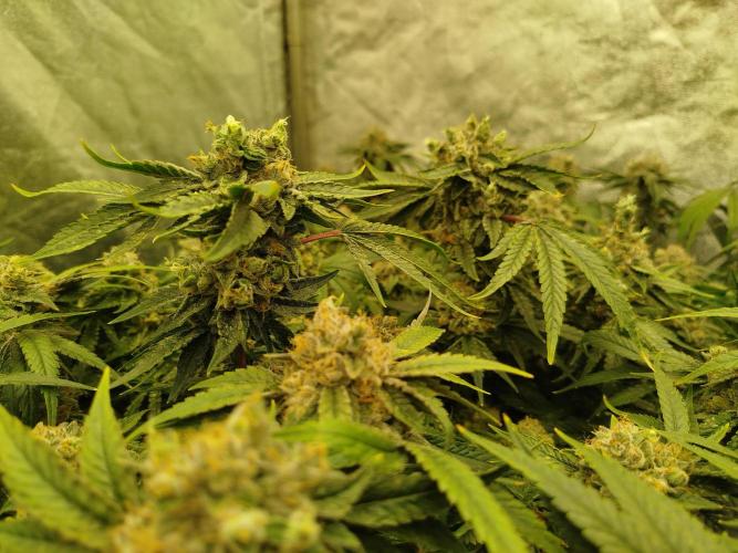 Coco Milk. Week 9