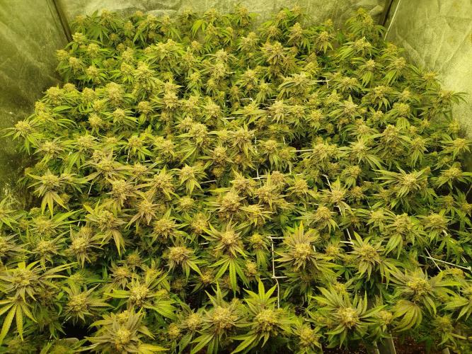 Coco Milk. Week 9
