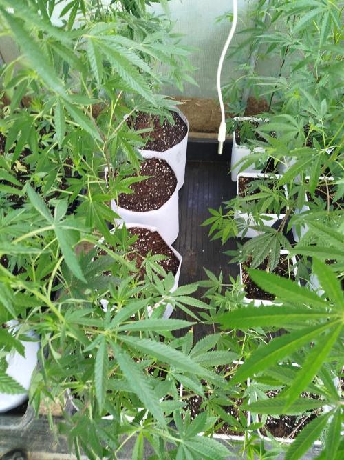 Coconut Cream Outdoor Scrog. Week 4