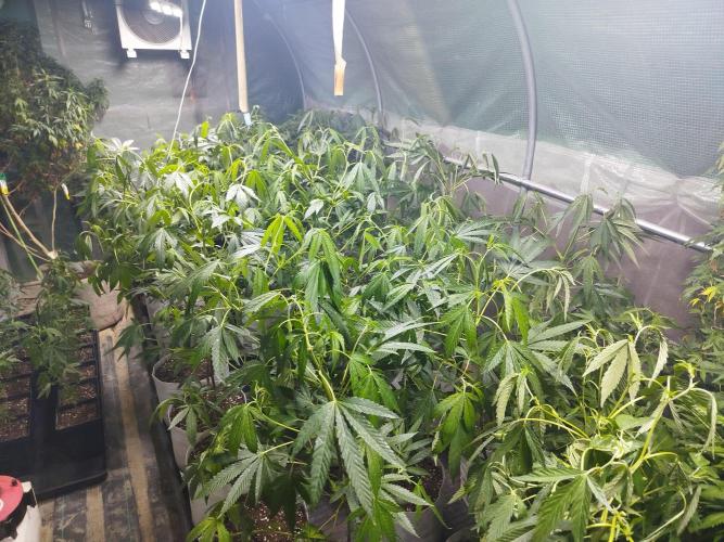 Coconut Cream Outdoor Scrog. Week 4