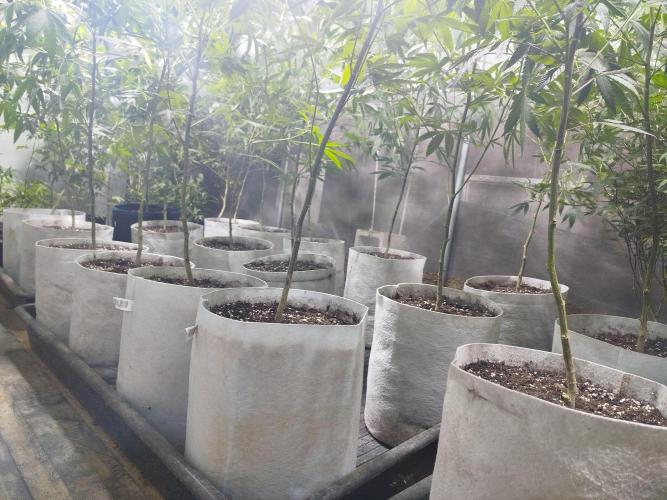 Coconut Cream Outdoor Scrog. Week 4