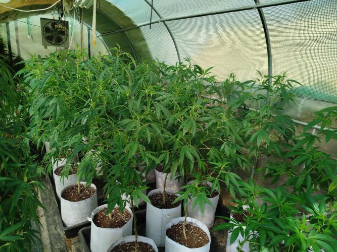Coconut Cream Outdoor Scrog. Week 4