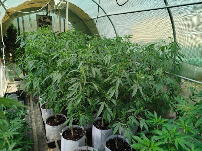 Coconut Cream Outdoor Scrog. Week 4