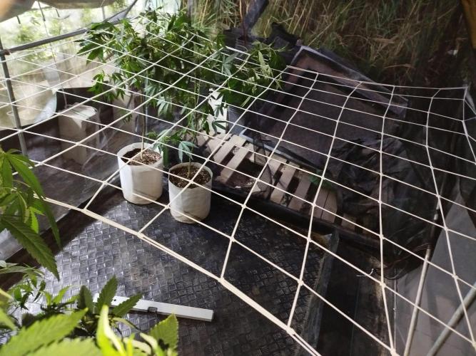 Coconut Cream Outdoor Scrog. Week 4
