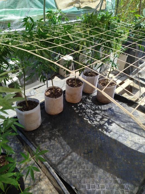 Coconut Cream Outdoor Scrog. Week 4