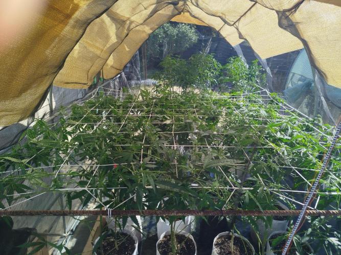 Coconut Cream Outdoor Scrog. Week 4