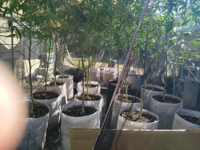 Coconut Cream Outdoor Scrog. Week 4