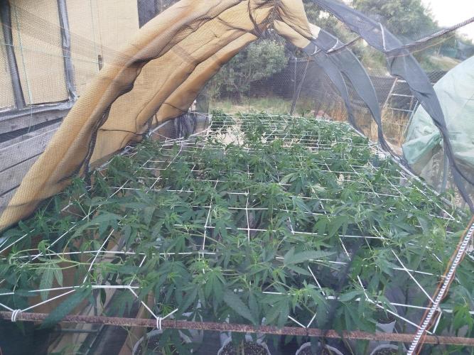 Coconut Cream Outdoor Scrog. Week 4