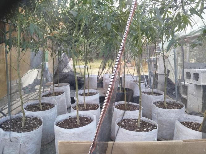 Coconut Cream Outdoor Scrog. Week 4