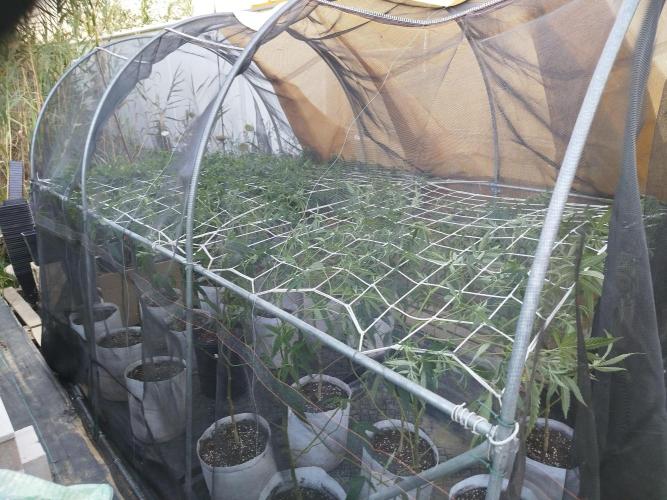 Coconut Cream Outdoor Scrog. Week 4
