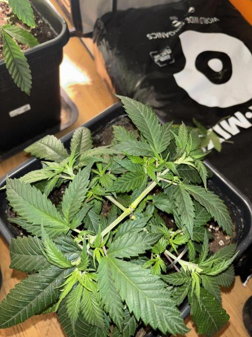 Pink honey. Week 5