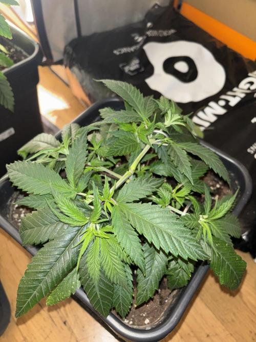 Pink honey. Week 5