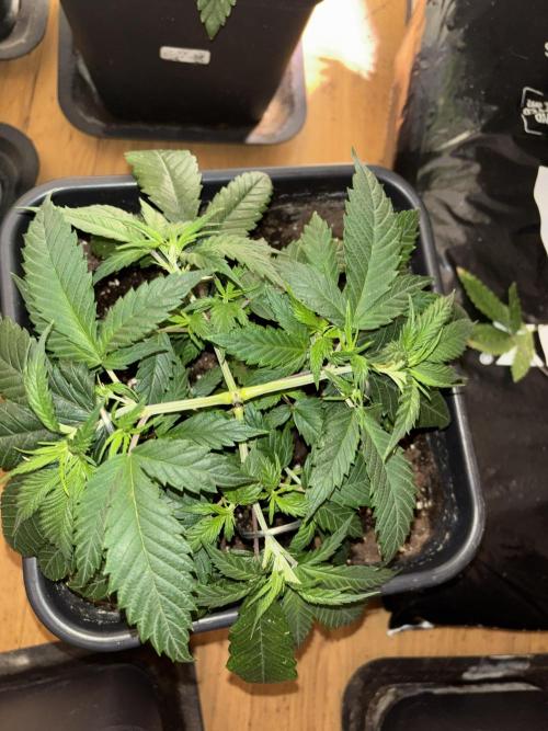 Pink honey. Week 5
