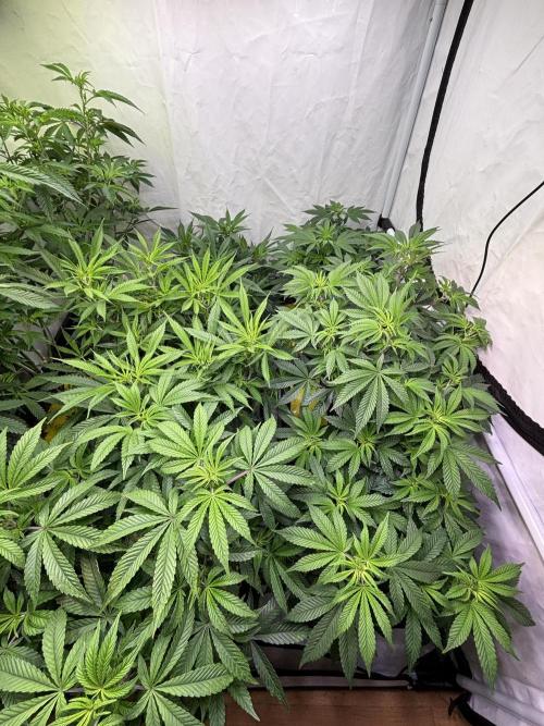 Pink honey. Week 9