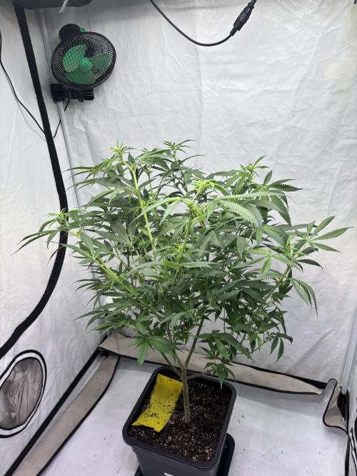 Pink honey. Week 12