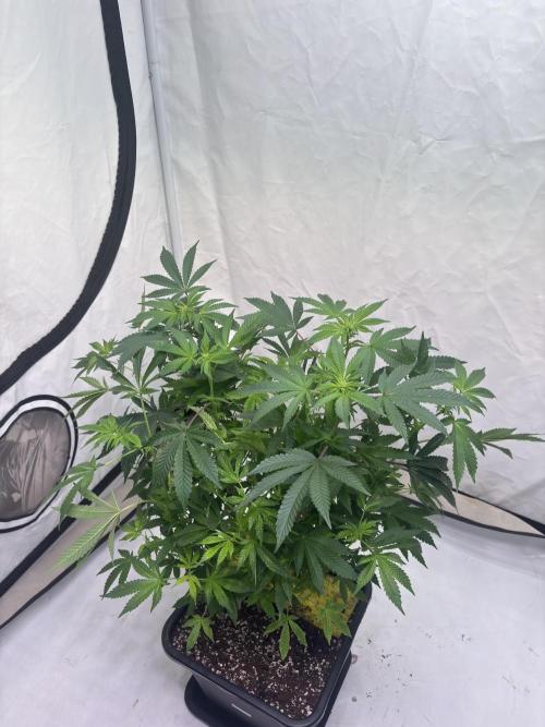 Pink honey. Week 12