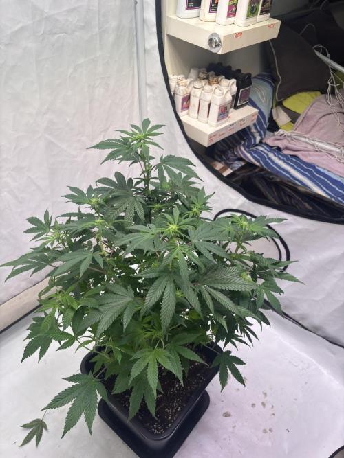 Pink honey. Week 12