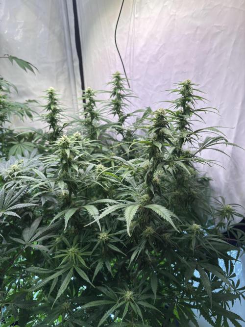 Pink honey. Week 14