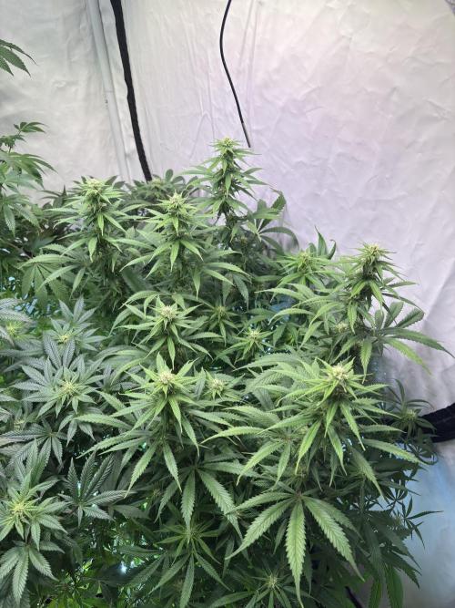 Pink honey. Week 14