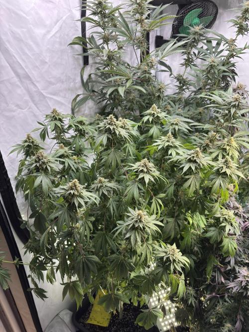 Pink honey. Week 15