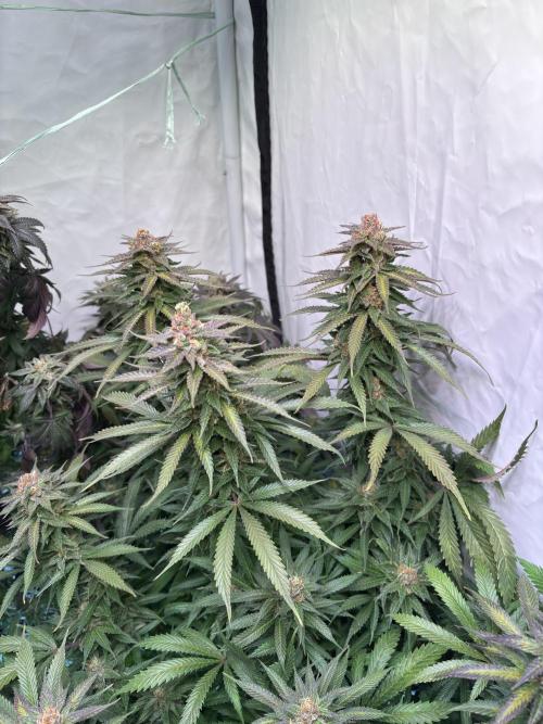Pink honey. Week 15