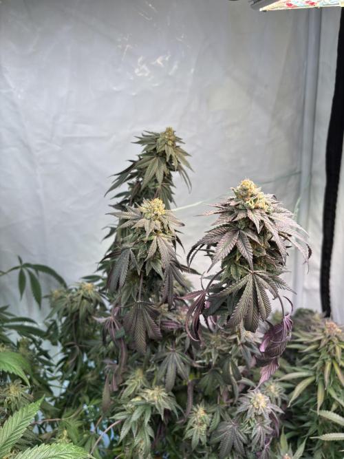 Pink honey. Week 15