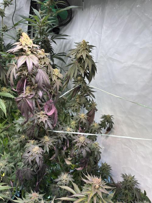 Pink honey. Week 15