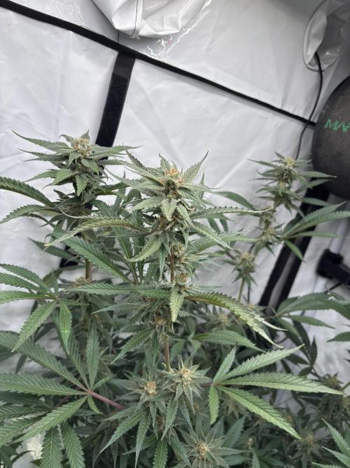 Pink honey. Week 15