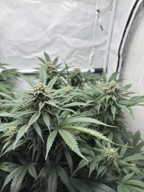 Pink honey. Week 15