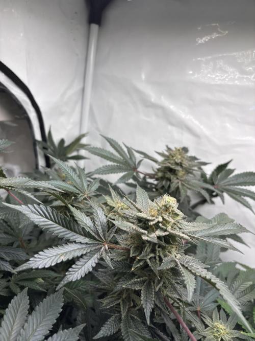 Pink honey. Week 15