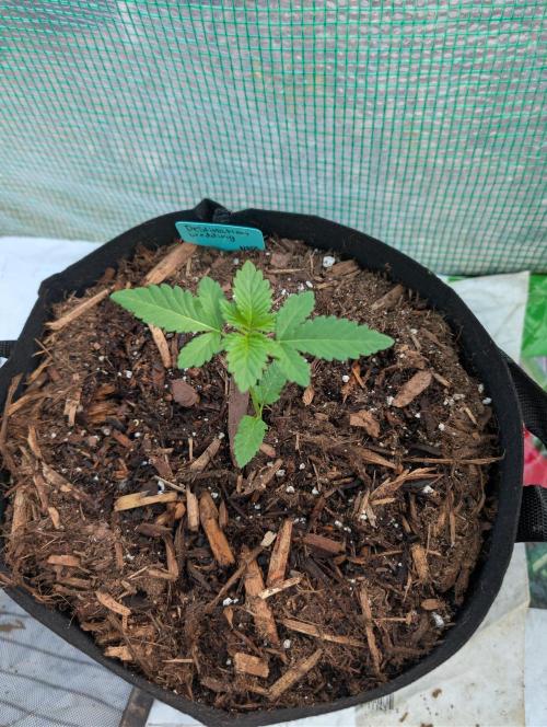 Fall/Winter Grow 25. Week 2 - *This one is in week one of veg 
Destination Wedding by Dirty Bird Genetics 