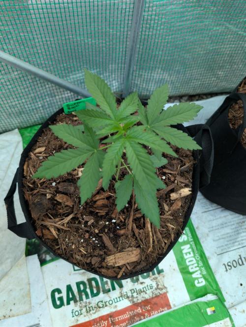 Fall/Winter Grow 25. Week 2 - Super Boof By Zamnesia Seeds