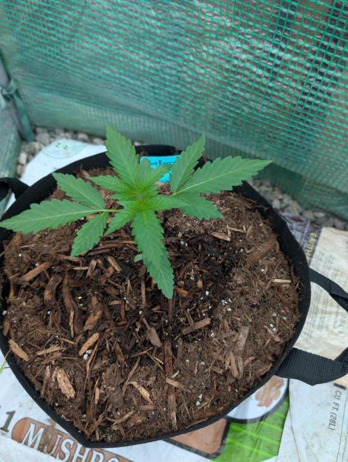 Fall/Winter Grow 25. Week 2 - Blueberry Swirl By Atlas Seeds