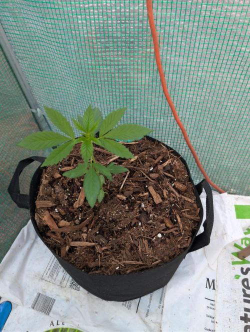 Fall/Winter Grow 25. Week 2 - Candy Store RBX by Ethos Genetics 