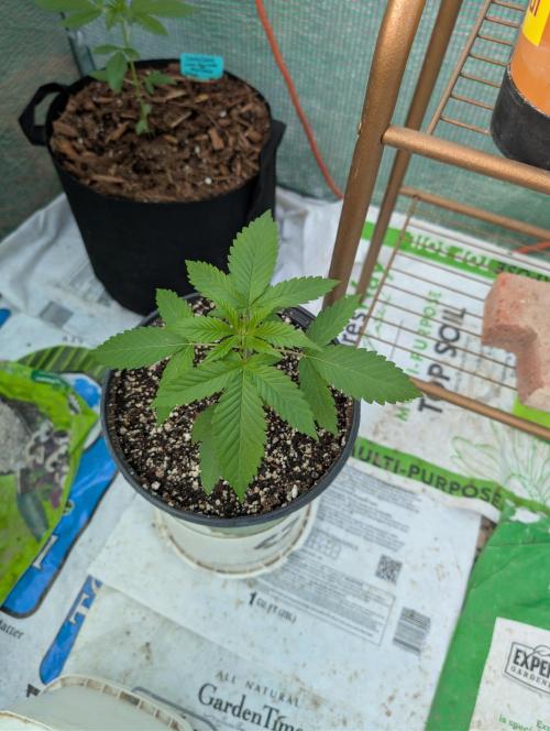 Fall/Winter Grow 25. Week 2 - OG Kush By Royal Queen Seeds
She's gonna get planted in a 10 gallon pot soon 