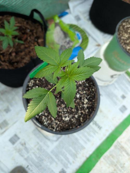 Fall/Winter Grow 25. Week 2 - OG Kush by Humboldt 
She's also going in a 10 gallon 
She got a mutation going 