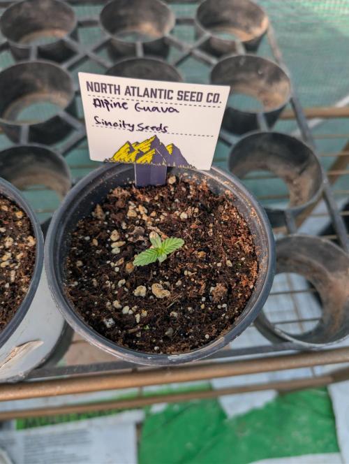 Fall/Winter Grow 25. Week 2 - Alpine Guava By Sin City Seeds 
This one just germinated.
This one is gonna be#1