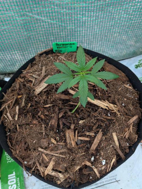 Fall/Winter Grow 25. Week 2 - Permanent Marker S1 By Atlas Seeds 