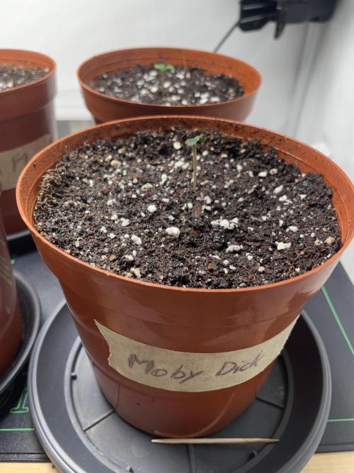 Apple Fritter Auto - Titan F1 - Moby Dick Auto. Week 0