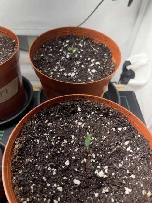 Apple Fritter Auto - Titan F1 - Moby Dick Auto. Week 0